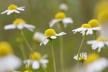 Chamomile, close-up - CRF00990