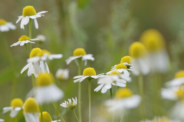 Chamomile, close-up - CRF00989