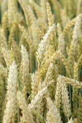 Wheat - CRF00983