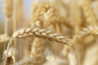 Wheat, close-up - CRF00980