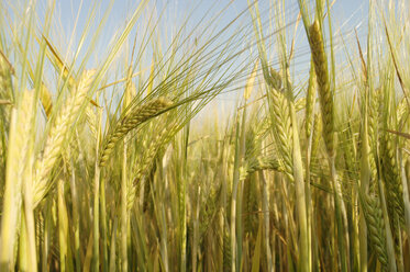 Barley - CRF00974