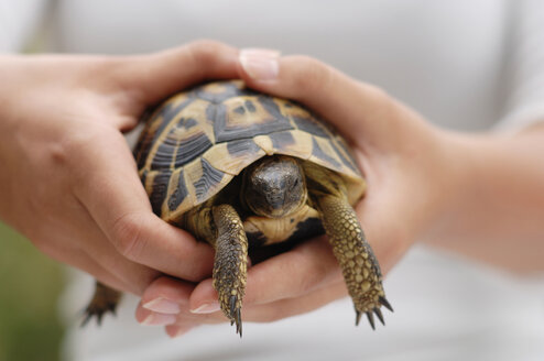 Person holding turtle, mid section - CRF00971