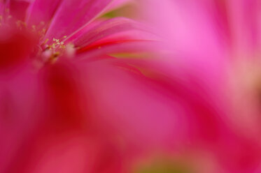 Gerbera, Detail, Nahaufnahme - SMF00023