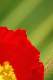 Poppy seed, close-up - SMF00021