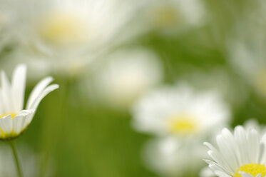 Gänseblümchen, Nahaufnahme - SMF00018