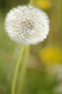 Dandelion, close-up - SMF00012