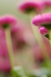 Gänseblümchen, Nahaufnahme - SMF00004