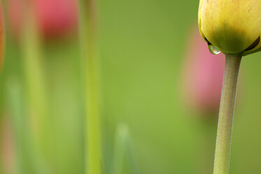 Tulips, close-up - SMF00002