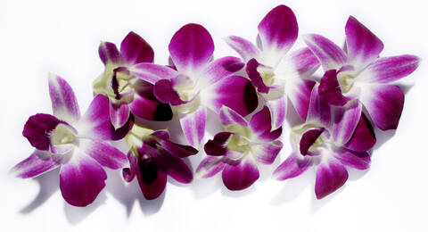Thailändische Orchidee, Nahaufnahme, lizenzfreies Stockfoto