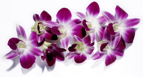 Thailändische Orchidee, Nahaufnahme - KMF00570