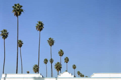 USA, Los Angeles, Palmenreihe, lizenzfreies Stockfoto