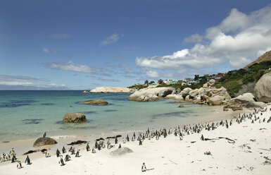 Südafrika, Kapstadt, Pinguinkolonie am Strand - KMF00536