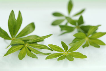 Woodruff, close-up - ASF02535