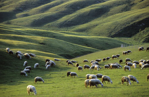 Italy, Tuscany, near Asciano, sheep in meadow - HSF00989