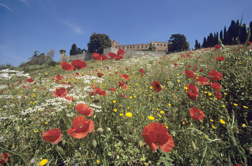 Italien, Toskana, Castello di Brolio - HSF00973