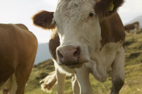 Kühe in den Bergen, Nahaufnahme, lizenzfreies Stockfoto