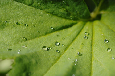 Wassertropfen auf Frauenmantelblatt, Nahaufnahme - CRF01059