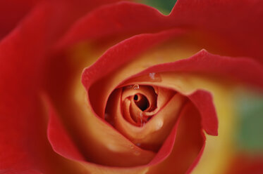 Rose blossom, close-up - CRF01039