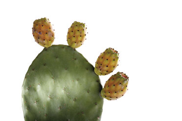 Kaktus opuntia ficus-indica, Nahaufnahme - 05382CS-U