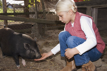 Girl (7-9) with pot-bellied pig in barn, side view - WESTF02949