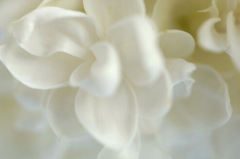 White syringa, close-up - ASF02679