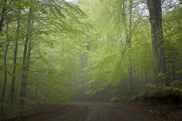 Italy, Tuscany, Forest in Italy - FOF00014