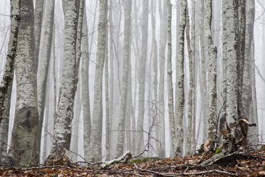 Italy, Tuscany, misty forest - FOF00005