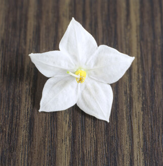 Single jasmine flower - COF00056
