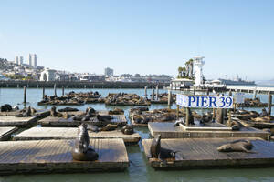 USA, Kalifornien, San Francisco, Seelöwen auf dem Pier liegend - THF00339