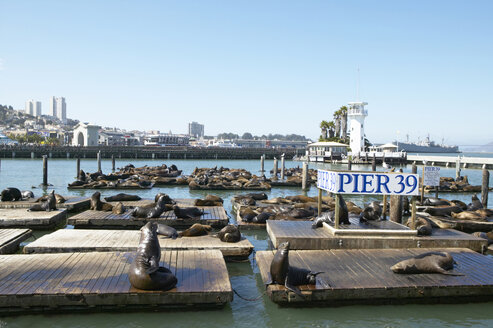 USA, California, San Francisco, sea lions lying on pier - THF00339