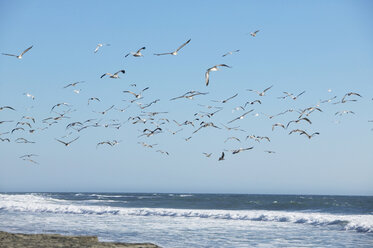 USA, California, flying pelicans - THF00332