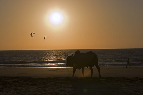 Indien, Kerala, Silhouette einer Kuh am Strand bei Sonnenuntergang - ND00102