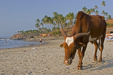 Indien, Kerala, Kuh am Strand - ND00098