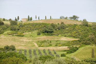 Italy, Tuscany, landscape - MRF00762