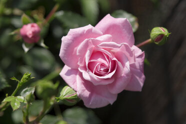 Single rose blossom, bottom view, close-up - LFF00059