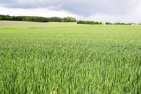 Corn field, lizenzfreies Stockfoto