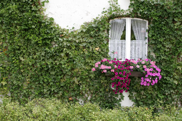 Fenster mit Blumen und Efeu - LFF00041