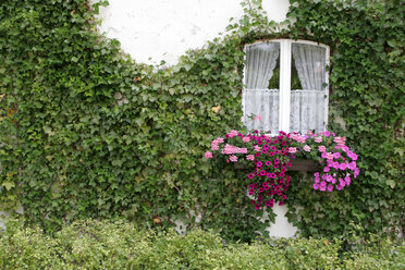 Window with flowers and ivy - LFF00041