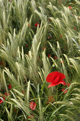 Mohn im Feld - LFF00039