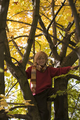 Junge (10-12) im Baum sitzend - WESTF03119