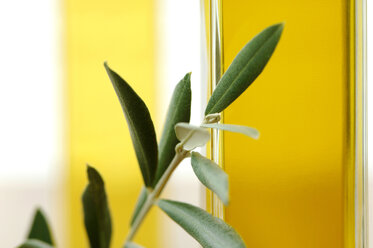 Bottle of olive oil with twig, close-up - ASF02892