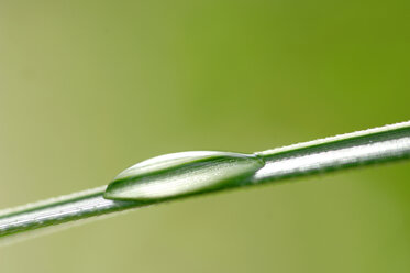 Grass with waterdrop, close-up - ASF02814