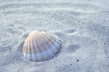 Shell on sand, close-up - ASF02797