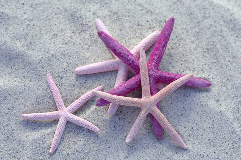 Seafishes on sand, close-up stock photo