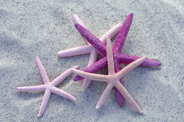 Seafishes on sand, close-up - ASF02796