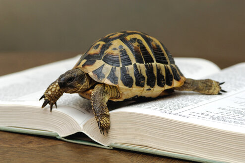 Schildkröte auf aufgeschlagenem Buch, Nahaufnahme - ASF02784