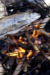 Forelle auf dem Grill am Lagerfeuer, Nahaufnahme - HHF00916