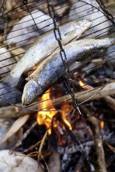 Forelle auf dem Grill am Lagerfeuer, Nahaufnahme - HHF00912
