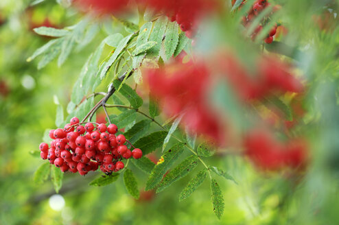 Beeren der Vogelbeere, Sorbus aucuparia, Nahaufnahme - HHF00859