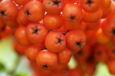 Beeren der Vogelbeere, Sorbus aucuparia, Nahaufnahme - HHF00858